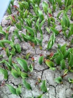 [Frost Damage foto 25.JPG]